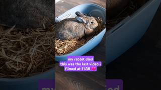 my rabbit died, i'm sad now 😔💔