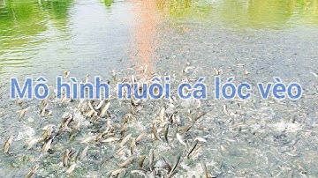 Mô hình nuôi cá lóc và thát lát vèo trong ao để đạt hiệu quả cao
