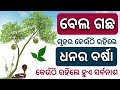 ( ବେଲ ଗଛ ) - ଗୃହରେ କେଉଁଠି ଲଗାଇଲେ ଧନର ବର୍ଷା ହୋଇଥାଏ | odia bayagita vastu tips, anuchinta