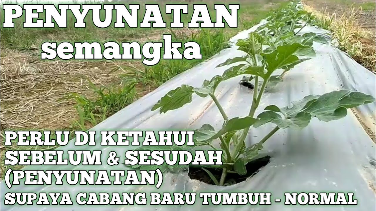 PROSES • SUNAT SEMANGKA NON BIJI