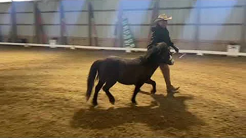 The pony Whisperer