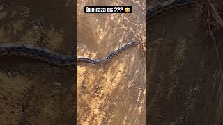 #short #shortsvideo #humor #usa #hiking