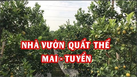 Vườn quất thế nhà vườn mai tuyển tại Mễ Sở - Văn Giang - Hưng Yên