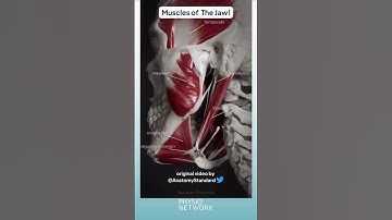 Muscles of the Jaw