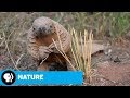 Pangolin Conservation Efforts