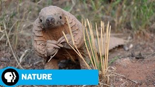 NATURE | The World's Most Wanted Animal | Official Trailer | PBS