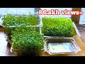 MICROGREENS AT HOME WITHOUT SOIL II HOW TO GROW MICROGREENS INDOOR II CHIA FLAX MUSTARD SEEDS II