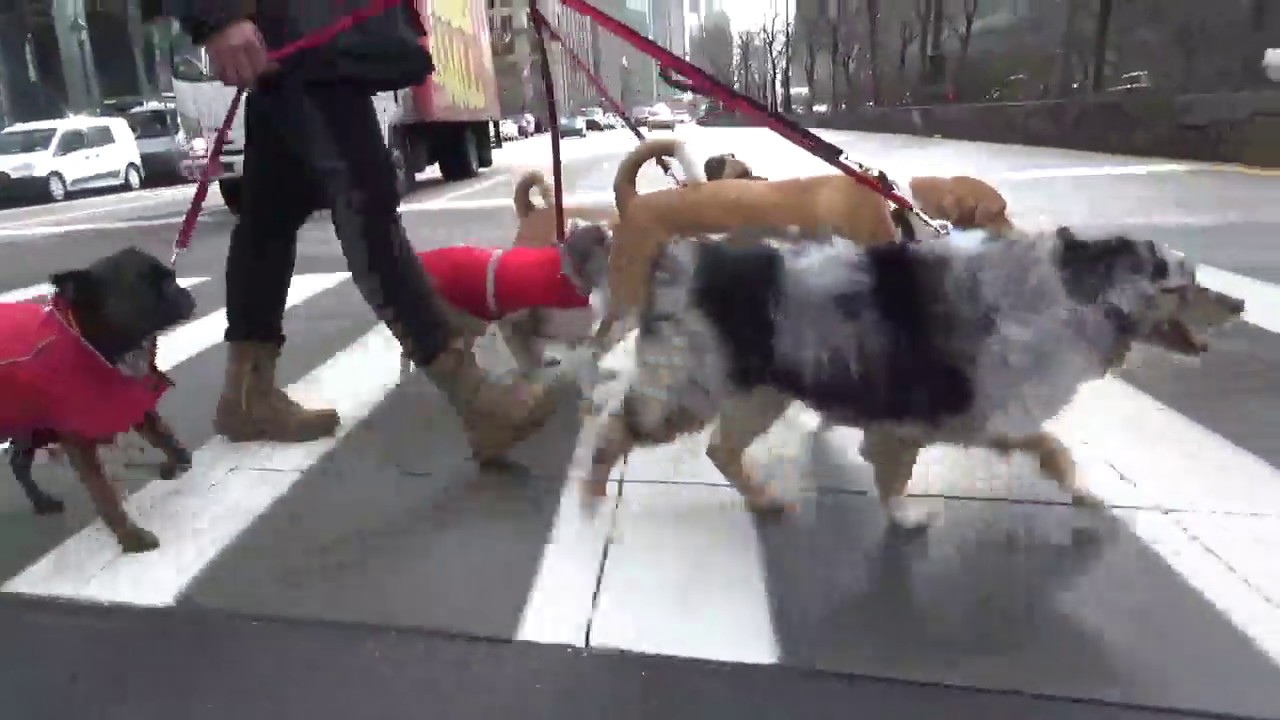 dog-walker-nyc-tribeca-2-hour-group-walks-the-k-9-club-youtube