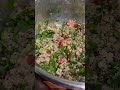 Tabouli Salad Or Tabbouleh Is A Mediterranean Salad Of Chopped Parsley Lemon Juice And Bulgur Tabouli Salad Or Tabbouleh Is A Mediterranean Salad Of Chopped Parsley Lemon Juice And Bulgur