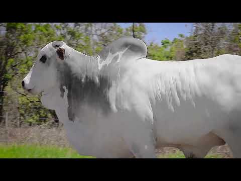 LOTE 17   IMPR51 zap