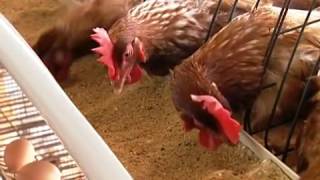 Veterinário ensina a preparar ração caseira para galinhas.