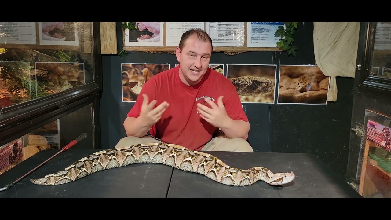 The Beautiful And Amazing Gaboon Viper Deadly Snakes YouTube The Beautiful And Amazing Gaboon Viper Deadly Snakes YouTube