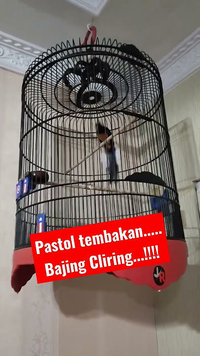 murai batu pastol materi mewah tembakan bajing cliring#muraibatusujud