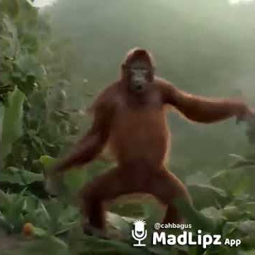 Perang video lucu grup wa / bbm | Monyet Joget grupe sepi