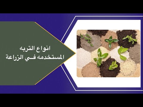 فيديو: أي تربة جيدة لزراعة القمح؟