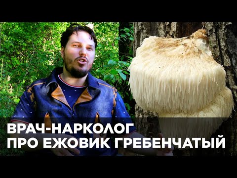 ЕЖОВИК ГРЕБЕНЧАТЫЙ. КАК ВЫБРАТЬ, ЧТОБЫ БЫЛ ЭФФЕКТ? НАРКОЛОГ О ТОМ, КОМУ ПОЛЕЗЕН ИЛИ ВРЕДЕН ЭТОТ ГРИБ