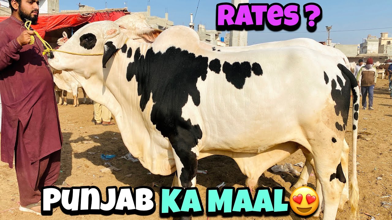 Malir Mandi Karachi Latest Rates Update | Malir Mandi Today Update | 20-Jan-2026 | Cattle Prime 