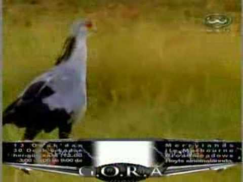 CINEGRAPH BANNER FRAME TVC TURKISH MOVIE GORA