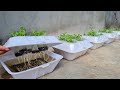 How to grow coriander in Styrofoam Box with water | Growing coriander from seed