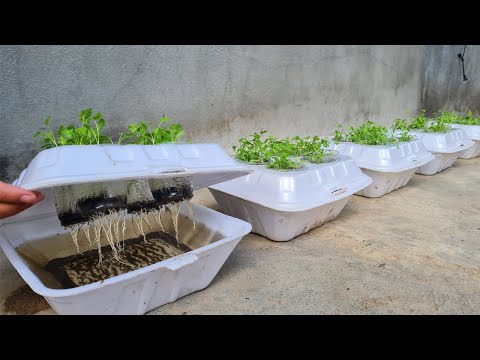 Vidéo: Epazote Herb Growing - Comment faire pousser des plantes Epazote