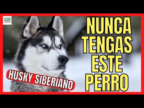 Video: 15 pros y contras de ser dueño de perros esquimales siberianos