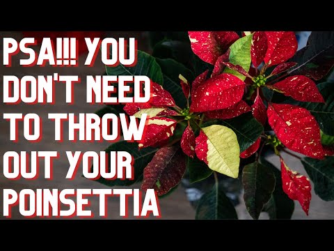How To Care for Poinsettia After Christmas As A Houseplant