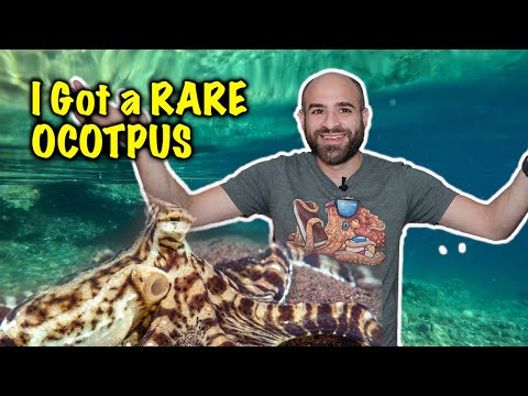 I Rescued a SUPER RARE OCTOPUS!!!