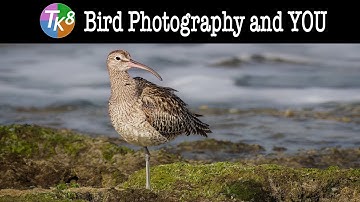 TK8 Bird Photography and YOU (Practice Image and PDF Tutorial Notes are available as a DOWNLOAD)