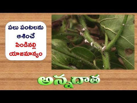 Video: Pest Control For Guava - Yuav Ua Li Cas Deter Insects On Guava Trees