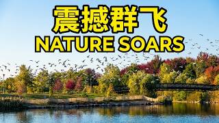 【4K】Seeing the flock of birds flying in person was absolutely spectacular! 👍👍