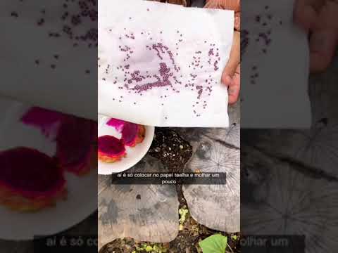 Vídeo: Métodos de Propagação da Fruta do Dragão - Como Propagar Plantas de Pitaya
