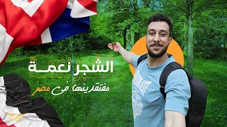 الشجر |  نعمة محرومين منها في مصر !!