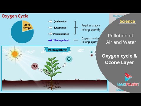 Video: Apa itu oksigen terozonisasi?