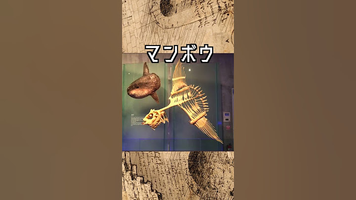 溟海の変態巨大魚 マンボウ