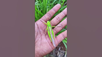 found brown grasshoppers and green grasshoppers in the garden near the house #anyuniqueanimals