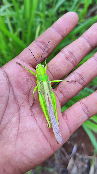 found brown grasshoppers and green grasshoppers in the garden near the house #anyuniqueanimals