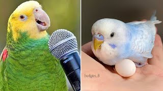 Baby Animals 🔴 Funny Parrots and Cute Birds Compilation (2022) Loros Adorables Recopilación #22