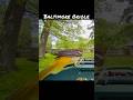 Baltimore Oriole