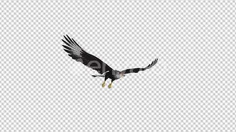 Caracara Hawk - 4K Flying Loop - Side Angle | Motion Graphics - Videohive template