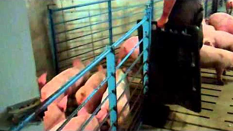 Factory Farming Exposed: Truth about animal handling