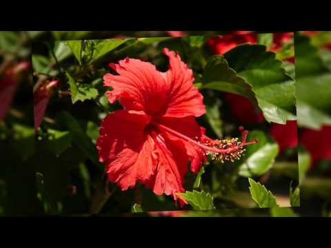 Video: Variedades comunes de hibisco: ¿Cuáles son los diferentes tipos de plantas de hibisco?