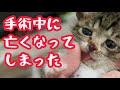 手術中に亡くなってしまった　#保護猫