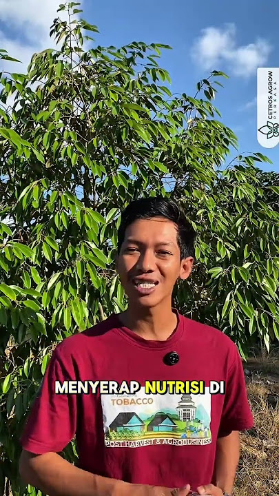 Kenapa harus pupuk hormoni?? Simak videonya sampai selesai