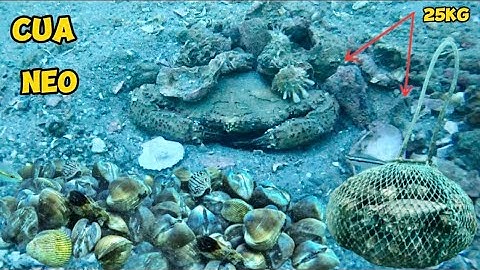Lặn Biển Khi Trời Trở Gió Bắt Nhiều Sò Ốc Cua Tôm Ghẹ Mực | Cảnh 86