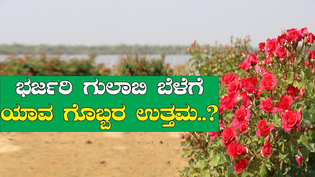 ಗುಲಾಬಿ ಬೆಳೆಯಲ್ಲಿ ಹೆಚ್ಚು ಇಳುವರಿಗಾಗಿ ಯಾವ ಗೊಬ್ಬರ ಬೇಕು? Simple technique to get high yield in rose