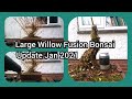 Large Willow Fusion Bonsai Update Jan 2021