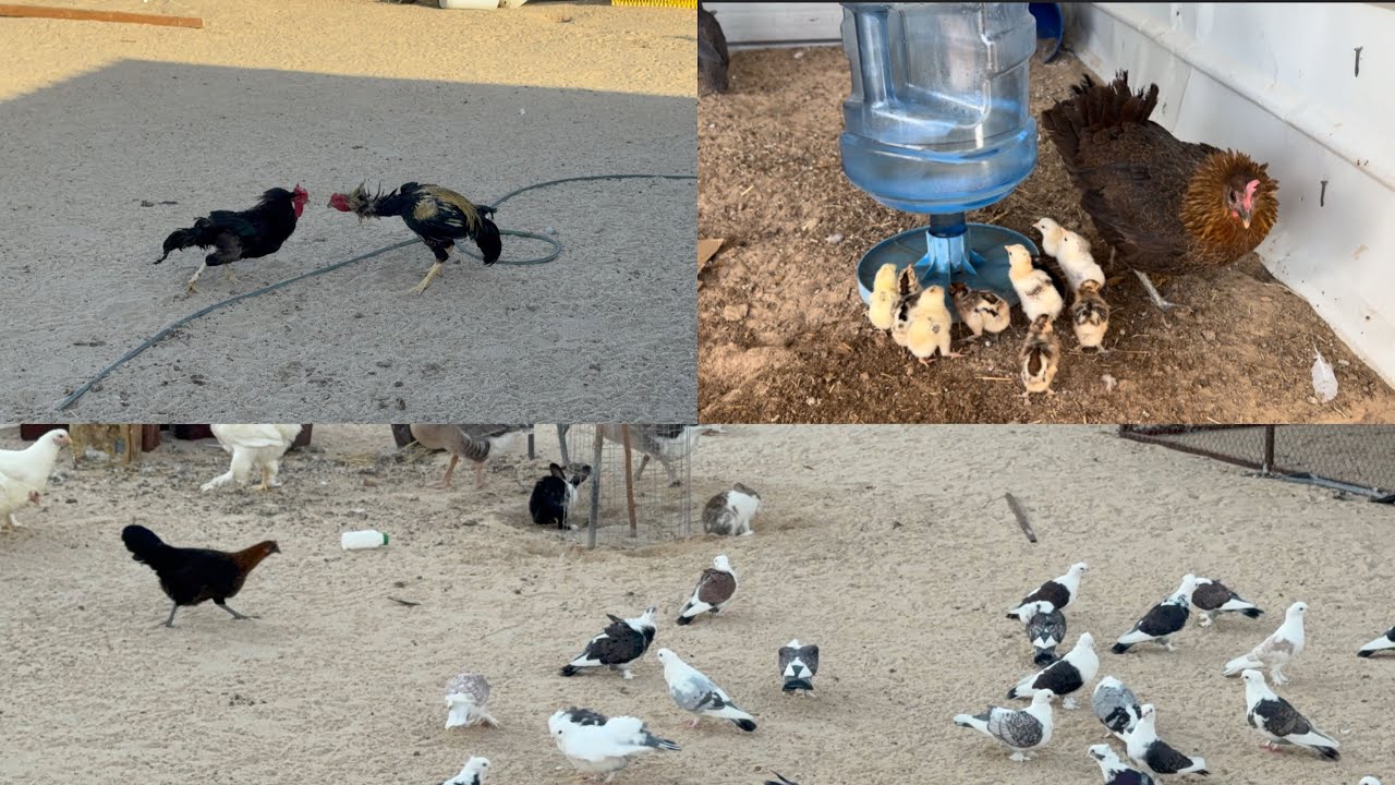 اشتريت ديك جديد | مقطع امس المحذوف 👍🏼