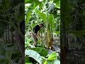 B&iacute; quyết trồng chuối