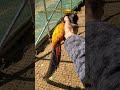 【キンケイ】鳳凰(ほうおう)のモデルとなった伝説の鳥をお迎えしやした