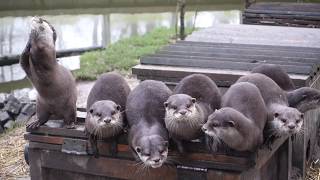 Wholesome otters
